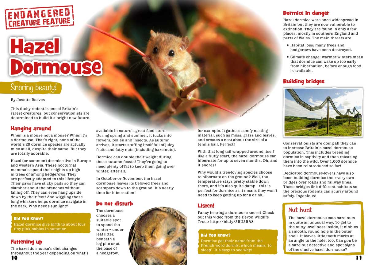 Kid&#39;s Nature Magazines – Issue 109 – Animals in Autumn!
