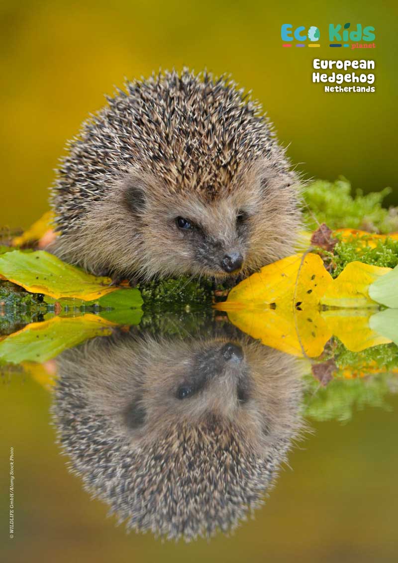 Kid&#39;s Nature Magazines – Issue 109 – Animals in Autumn!