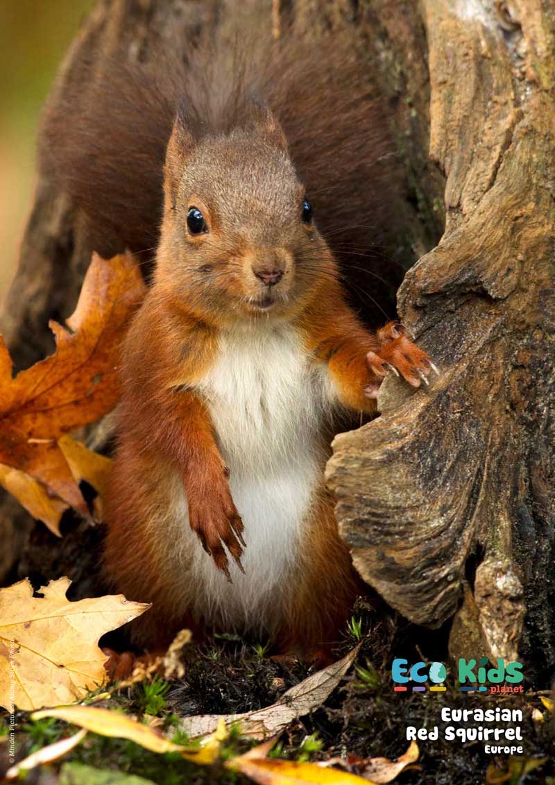 Kid&#39;s Nature Magazines – Issue 109 – Animals in Autumn!