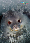 Kid&#39;s Nature Magazines – Issue 110 – Extreme Ocean
