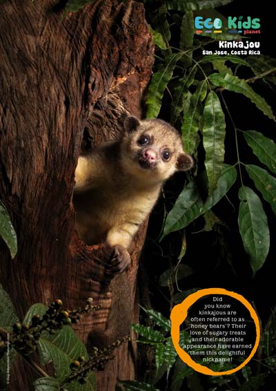 Kid&#39;s Nature Magazines – Issue 111 – Tree Dwellers