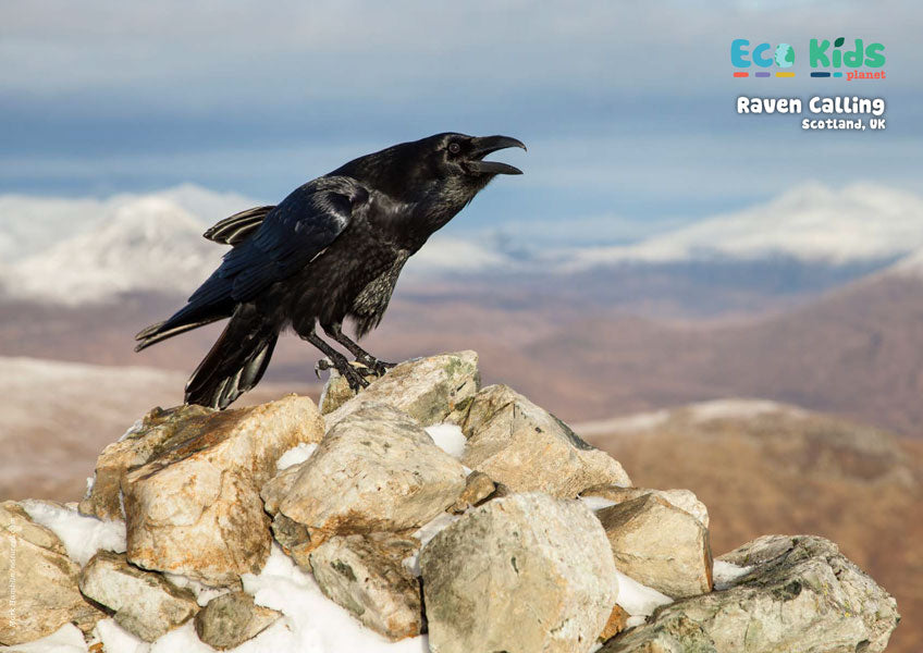 Kid&#39;s Nature Magazines – Issue 113 – Clever Creatures