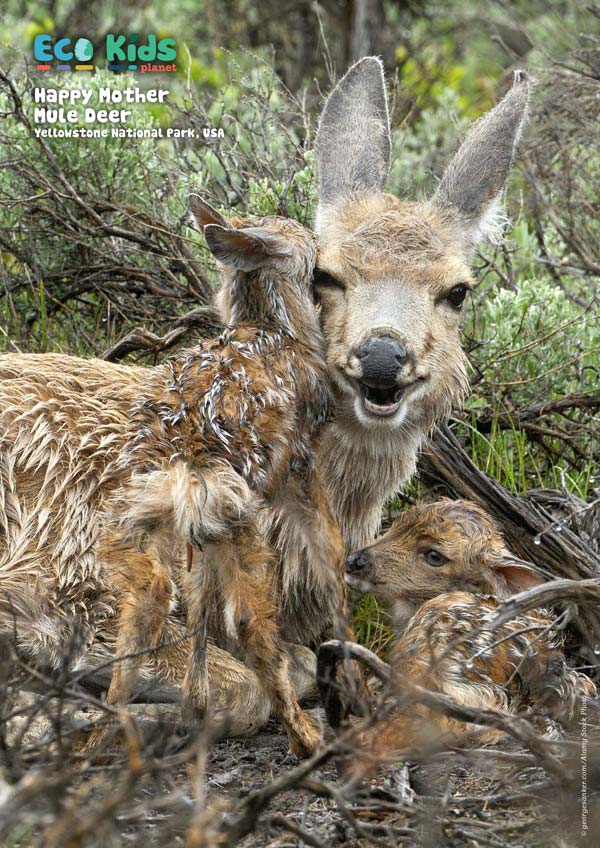 Kid's Nature Magazines – Issue 115 – Oh Deer! - Eco Kids Planet