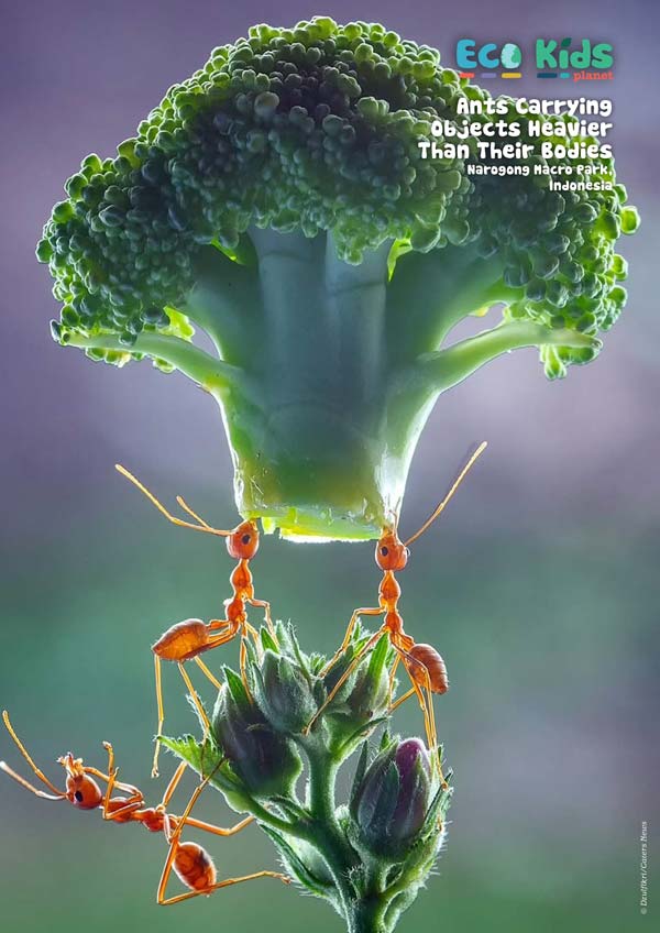 Kid&#39;s Nature Magazines – Issue 117-118 – Nature&#39;s Hardest Workers