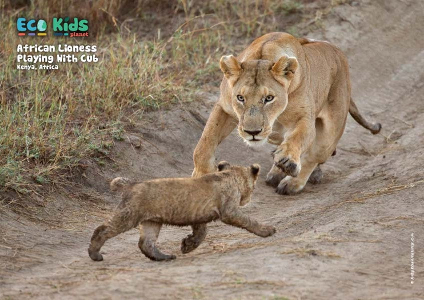 Kid&#39;s Nature Magazines – Issue 119 – Animal Academy