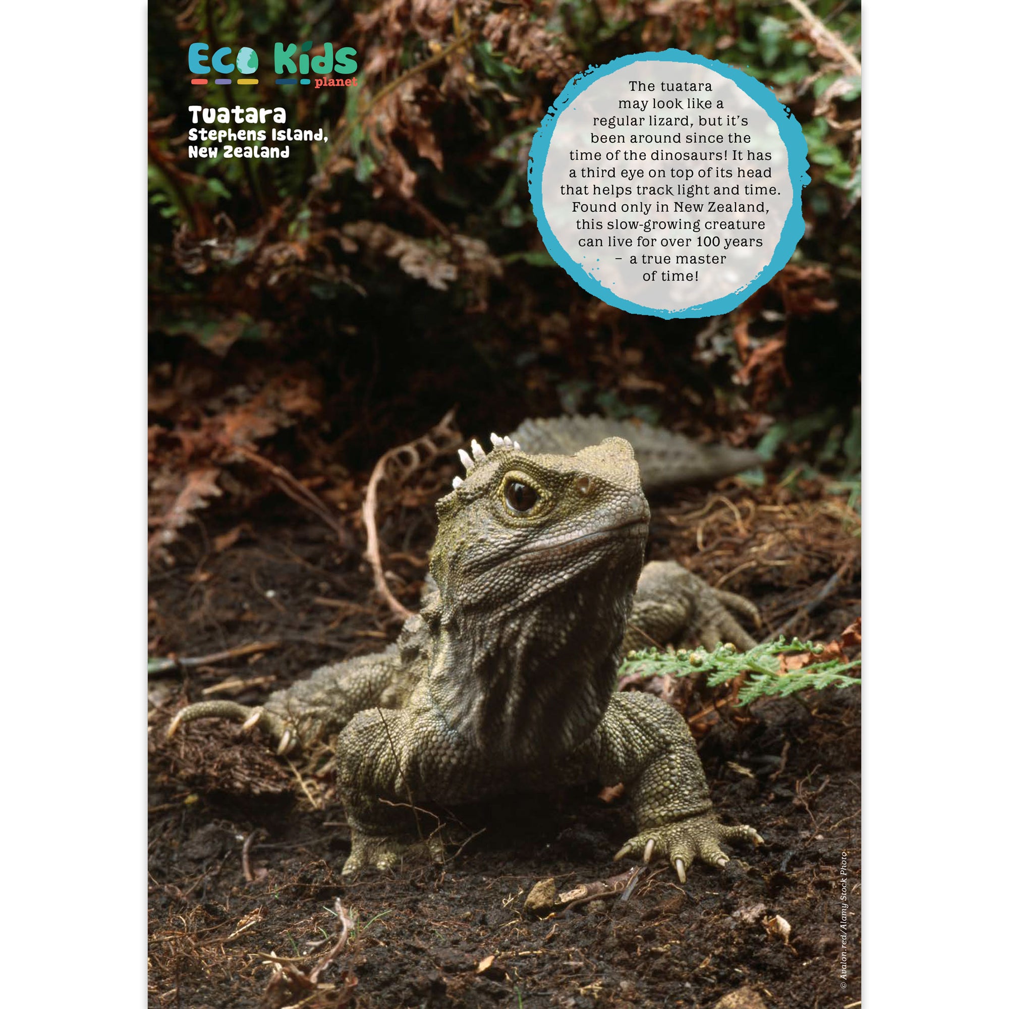 Kid&#39;s Nature Magazines – Issue 126 – Masters of Time