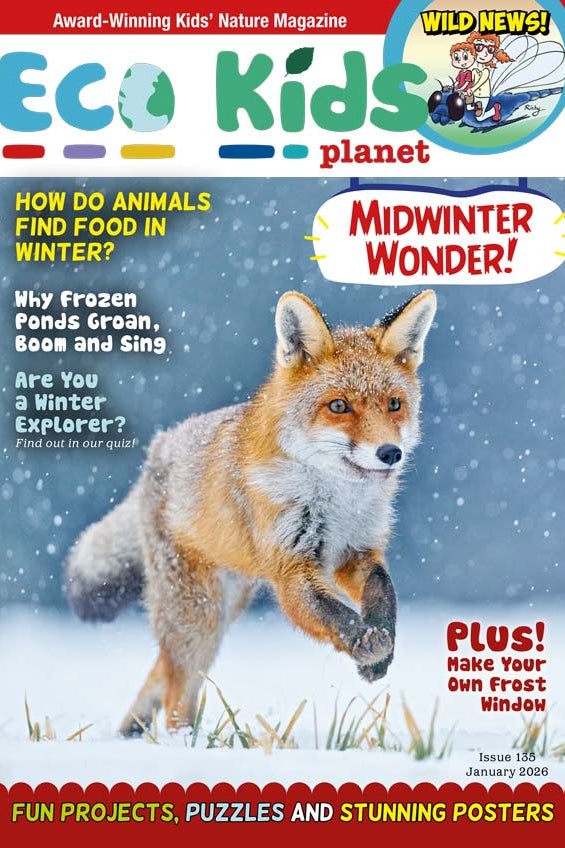 Kid's Nature Magazines – Issue 135 – Midwinter Wonder!