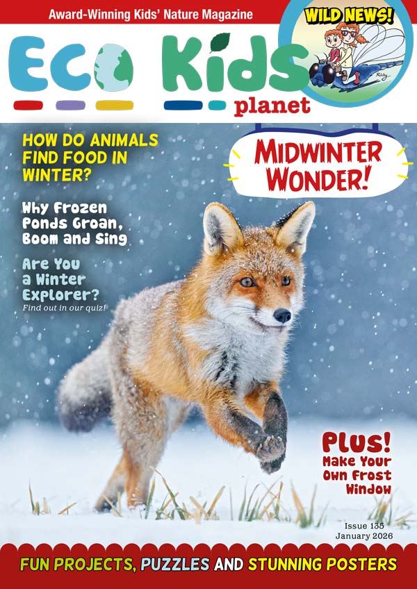 Kid's Nature Magazines – Issue 135 – Midwinter Wonder!