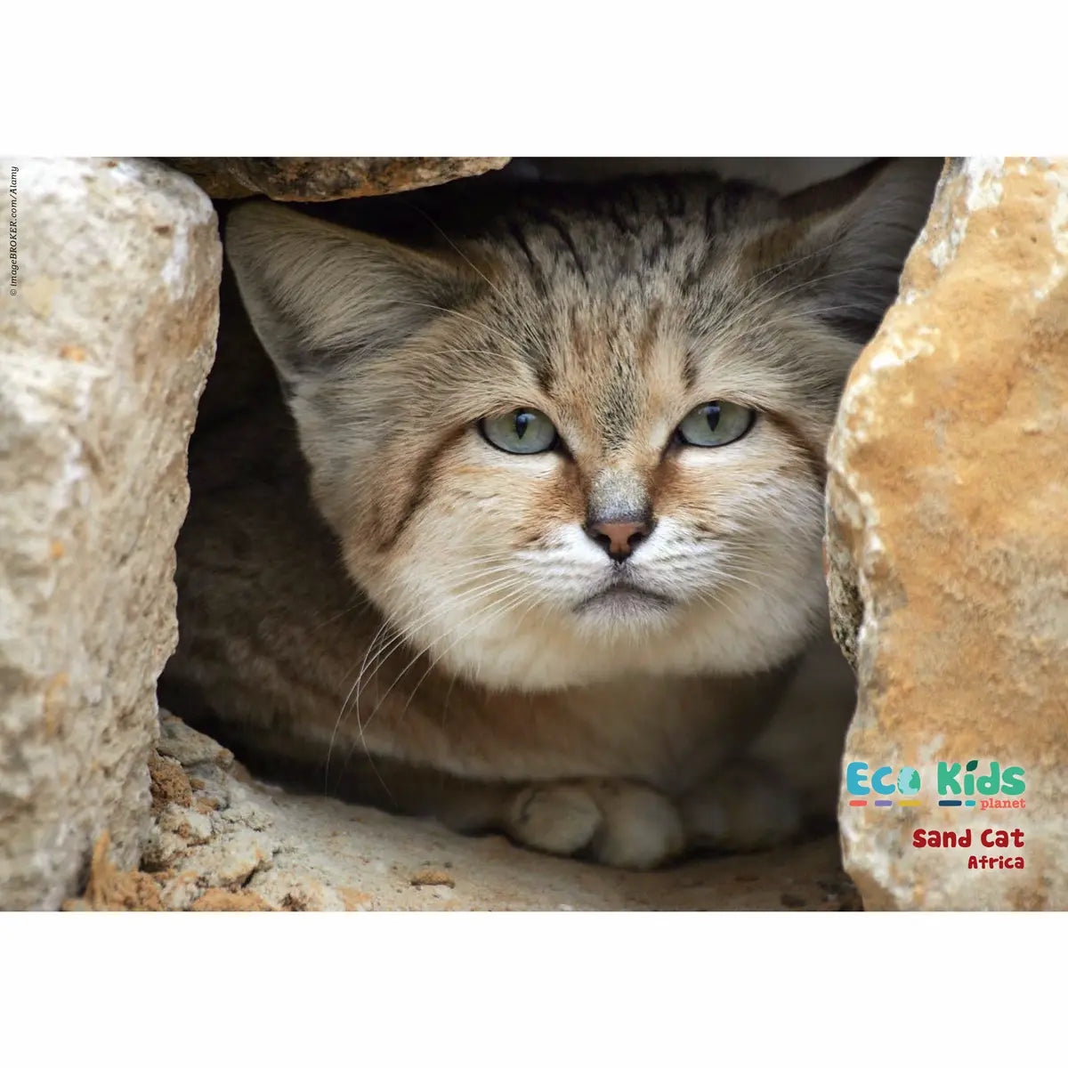 Eco Kids Planet wildlife poster sand cat Africa featuring a desert sand cat in rocky habitat