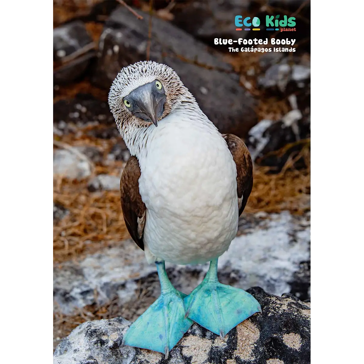 Eco Kids Planet Magazine – Starter Subscription