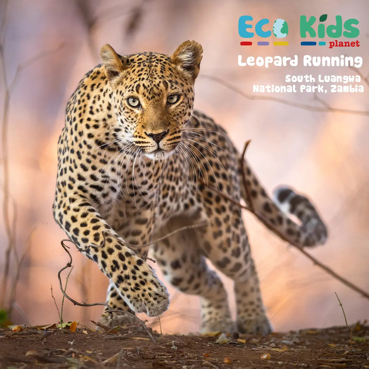 Eco Kids Planet Magazine – Starter Subscription