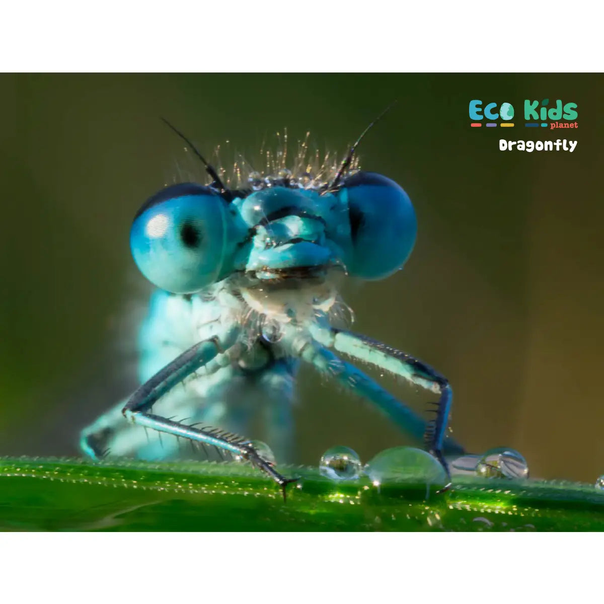 Eco Kids Planet Magazine – Gift Subscription