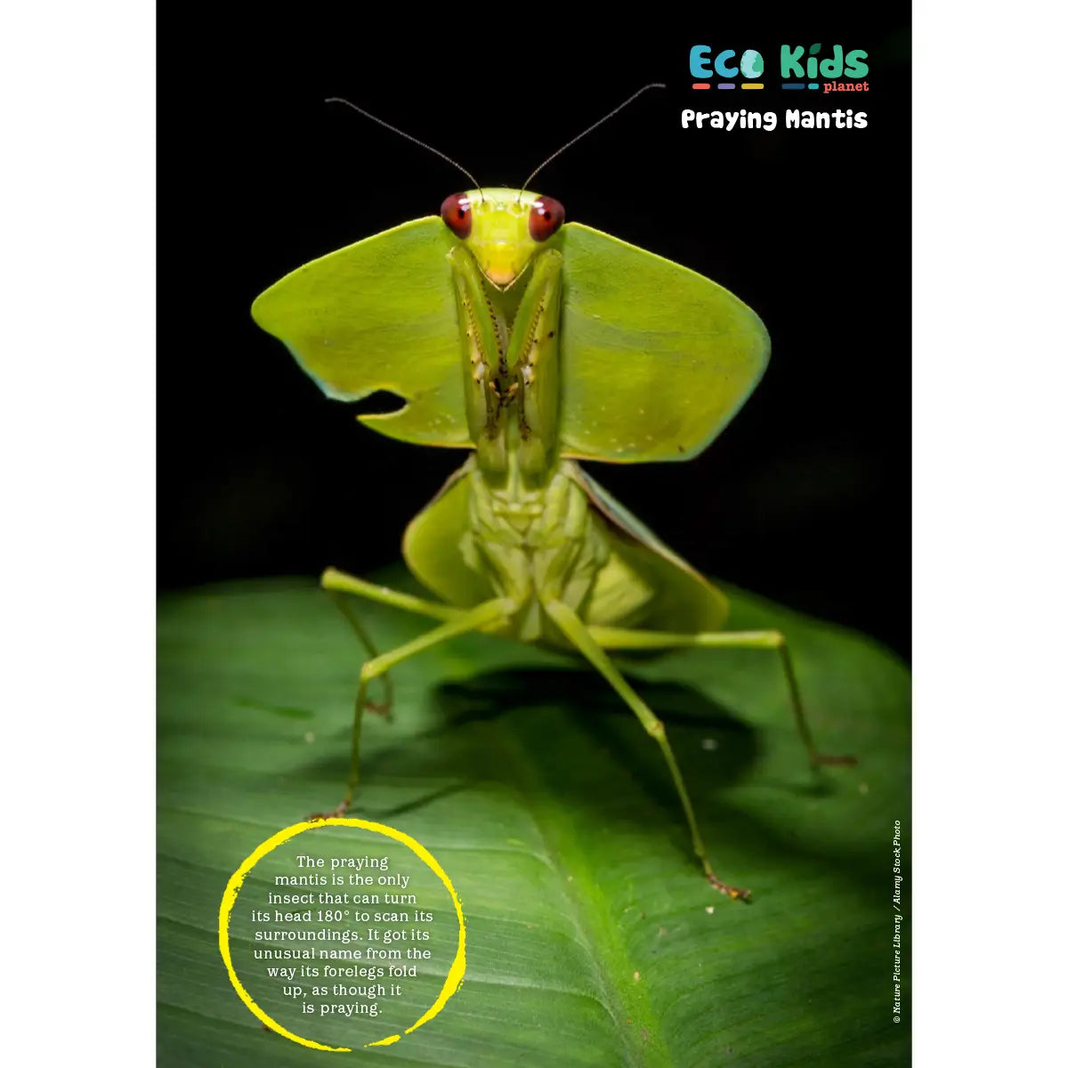 Eco Kids Planet Magazine – Gift Subscription