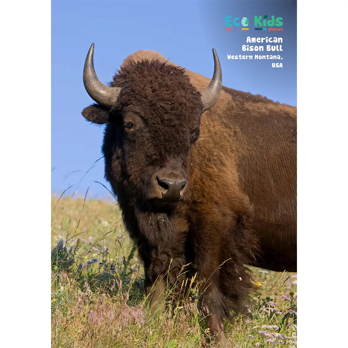 Kid's Nature Magazines – Issue 145 – The American Wild