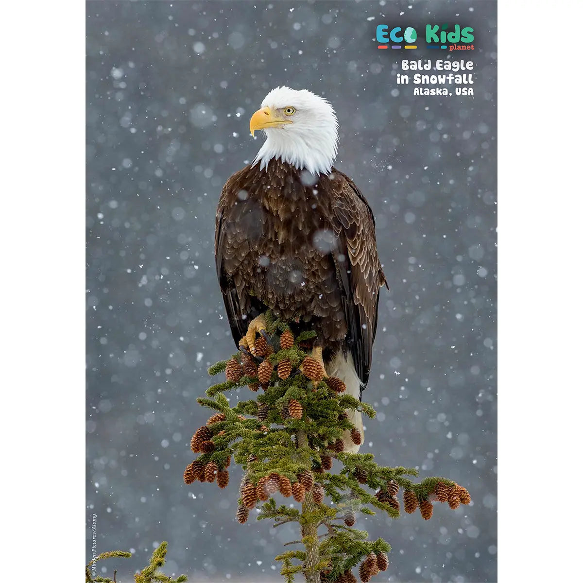 Kid's Nature Magazines – Issue 145 – The American Wild