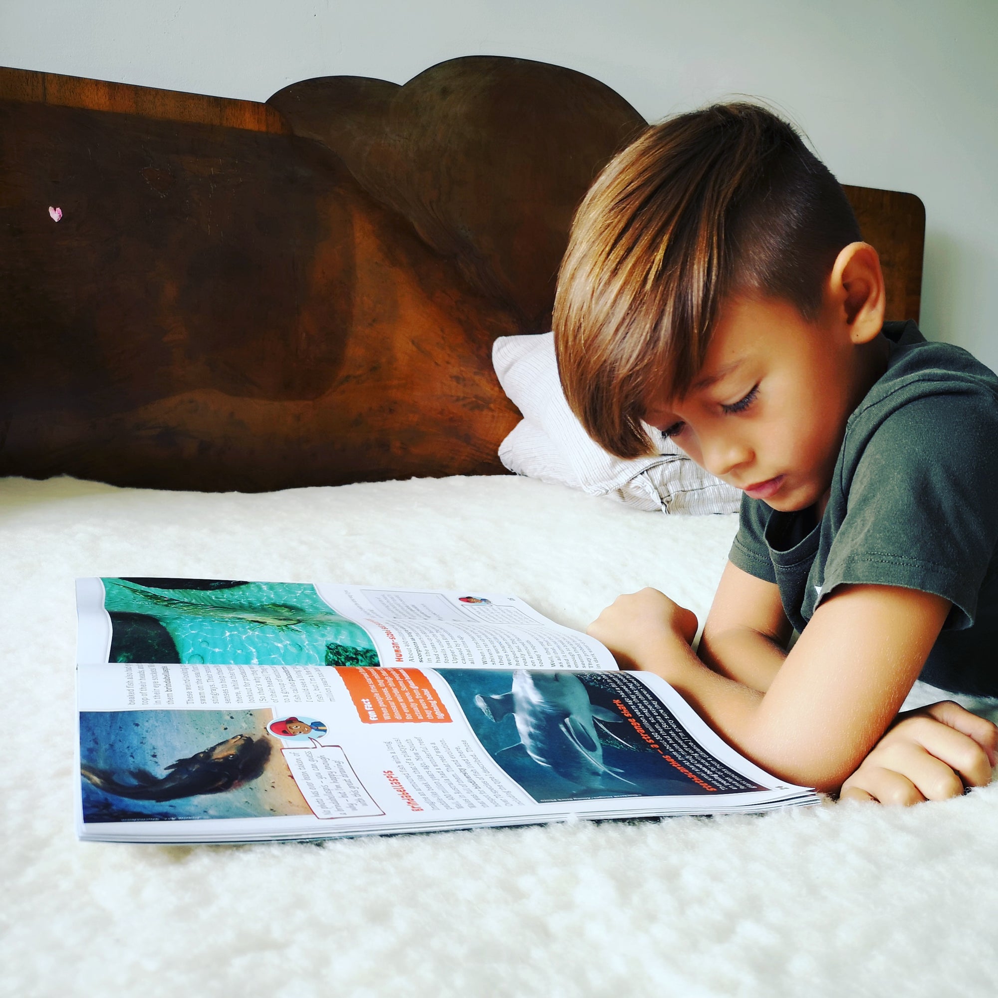 Sea Creatures Collection