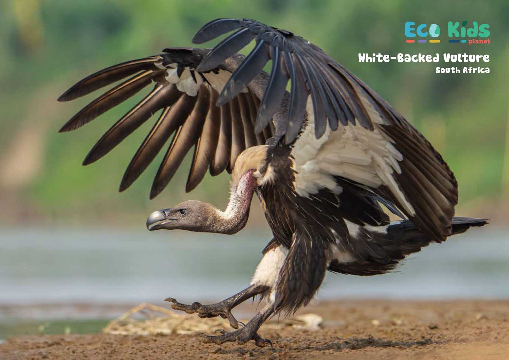 Kid&#39;s Nature Magazines – Issue 100 - Wildlife Heroes and... Villains?