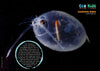 Kid&#39;s Nature Magazines - Issue 44 - The Deep Sea