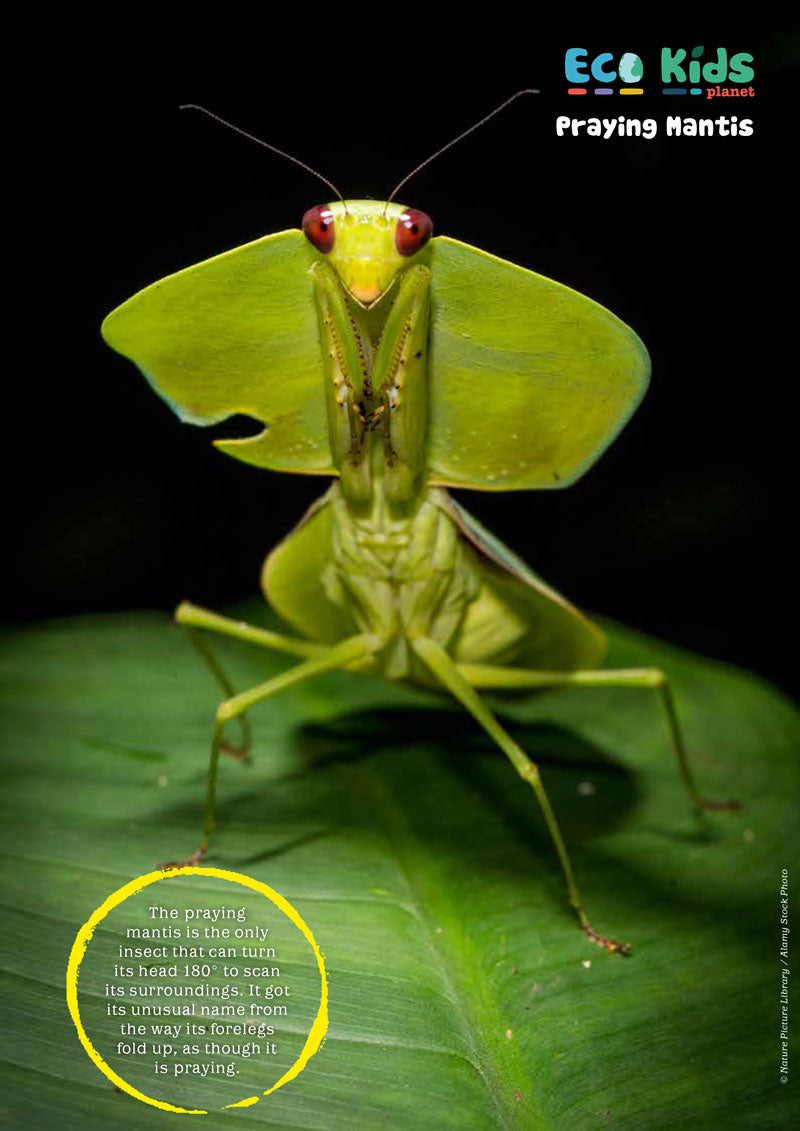Kid&#39;s Nature Magazines - Issue 48 - Magnificent Minibeasts
