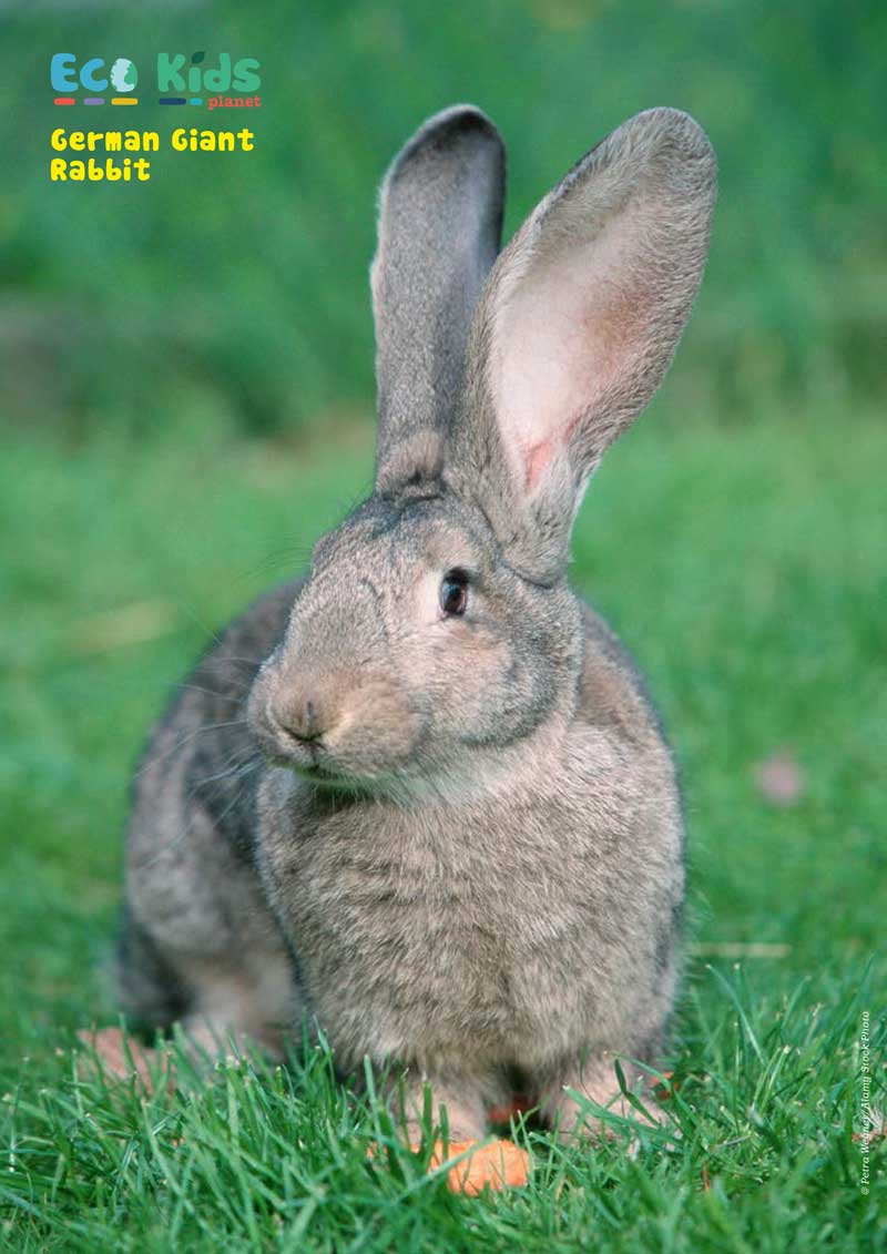 Kid&#39;s Nature Magazines - Issue 54 - Fantastic Pets