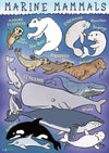 Kid&#39;s Nature Magazines - Issue 56 - Marine Mammals