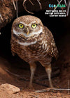 Kid&#39;s Nature Magazines - Issue 60 - Underground Life