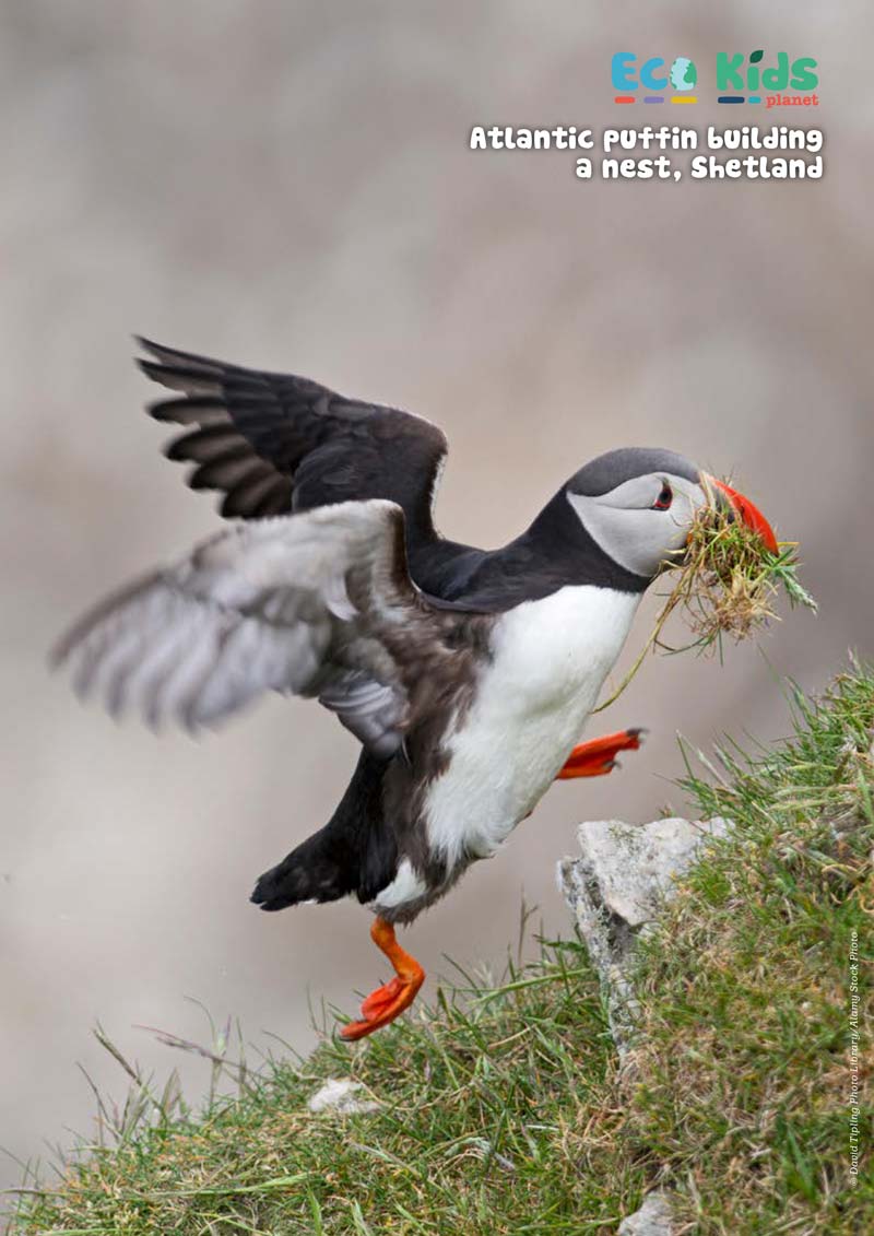 Kid&#39;s Nature Magazines – Issue 61 – Britain&#39;s Amazing Islands