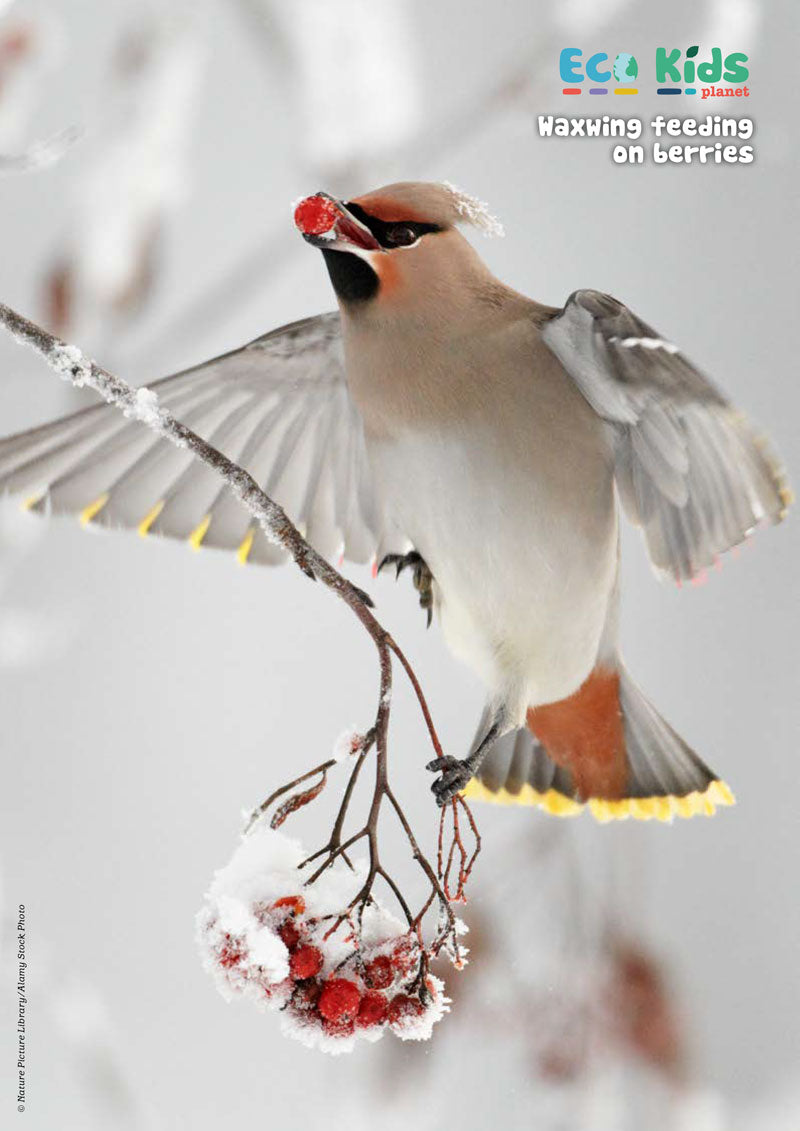 Kid&#39;s Nature Magazines – Issue 62 – Winter Wildlife