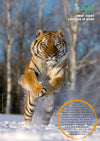 Kid&#39;s Nature Magazines – Issue 63 – Wild Cats of the World