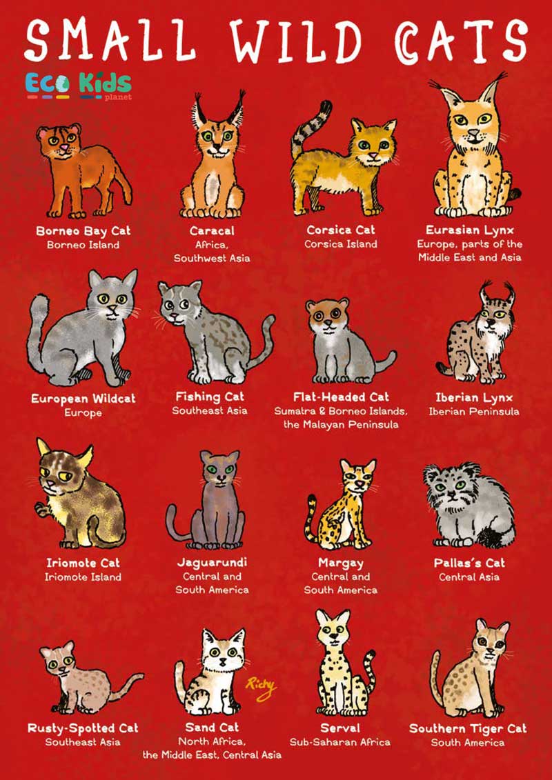 Cat names sale nature