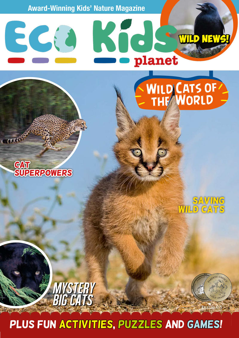 Kid's Nature Magazines – Issue 63 – Wild Cats of the World