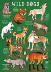 Kid&#39;s Nature Magazines – Issue 65 – Cool Canines