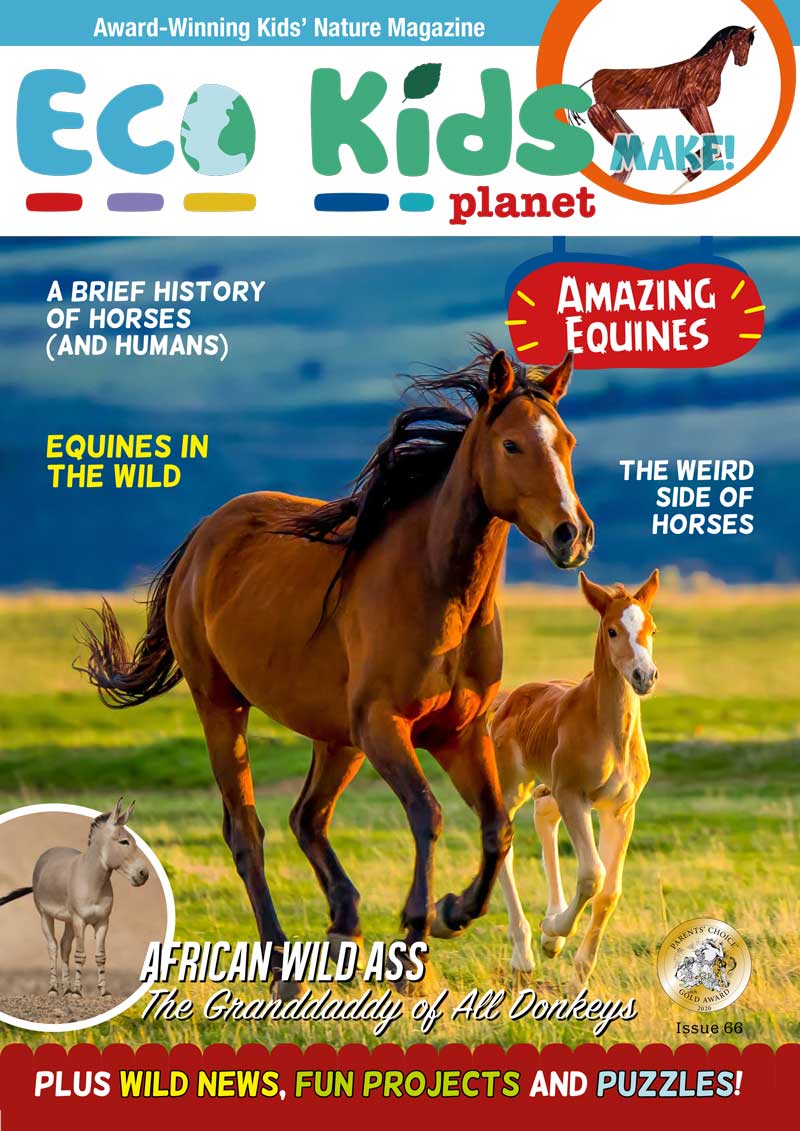 Kid's Nature Magazines – Issue 66 – Amazing Equines