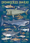 Kid&#39;s Nature Magazines – Issue 68 – Sensational Sharks