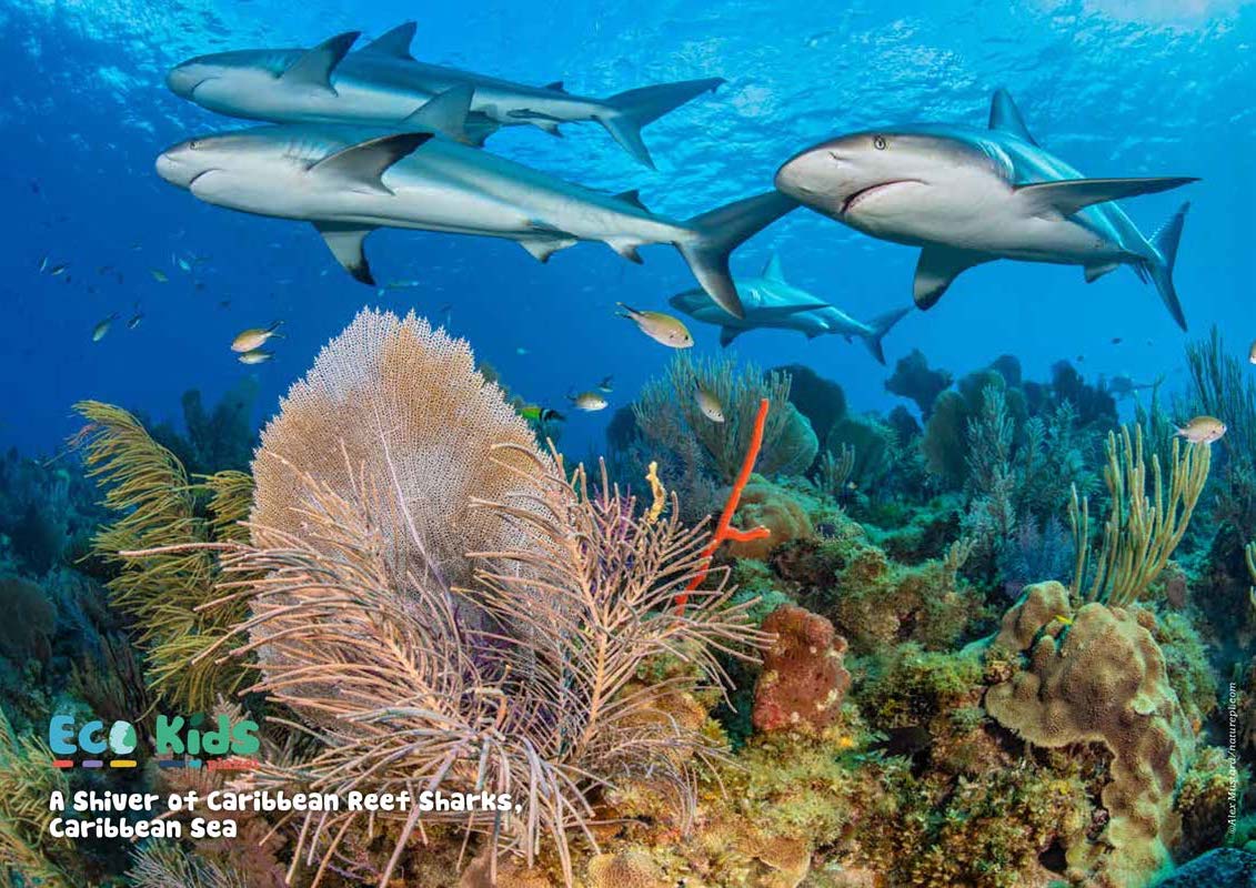 Kid&#39;s Nature Magazines – Issue 68 – Sensational Sharks