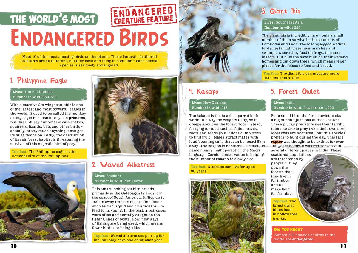 Kid&#39;s Nature Magazines - Issue 69/70 - Brilliant Birds