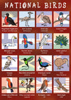 Kid&#39;s Nature Magazines - Issue 69/70 - Brilliant Birds