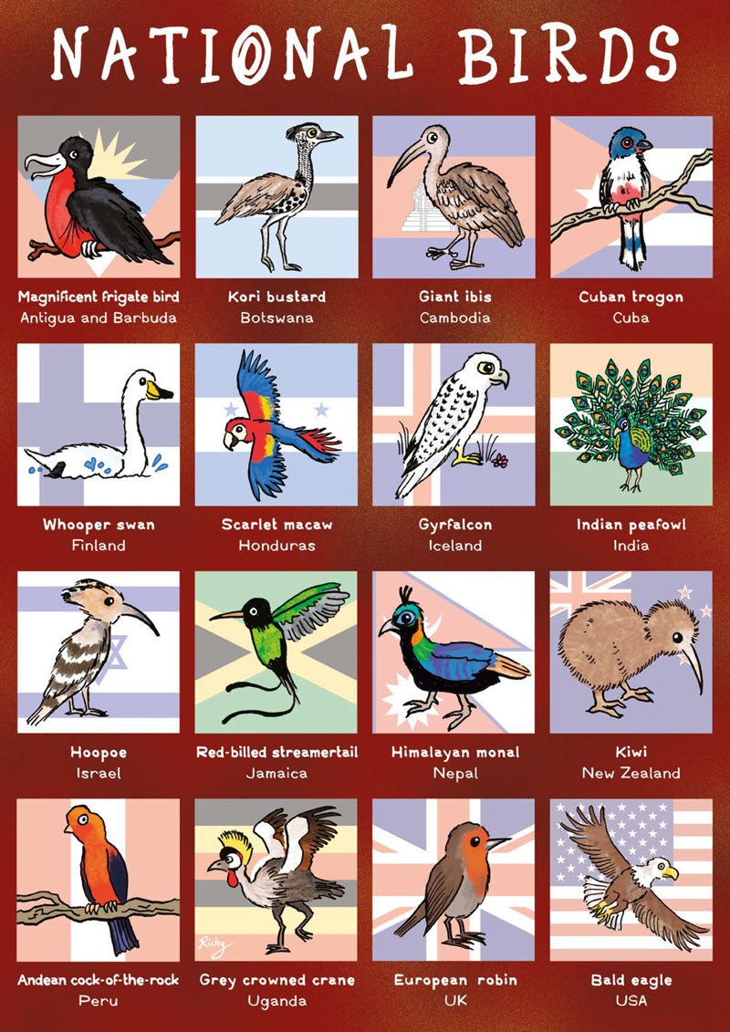 Kid&#39;s Nature Magazines - Issue 69/70 - Brilliant Birds