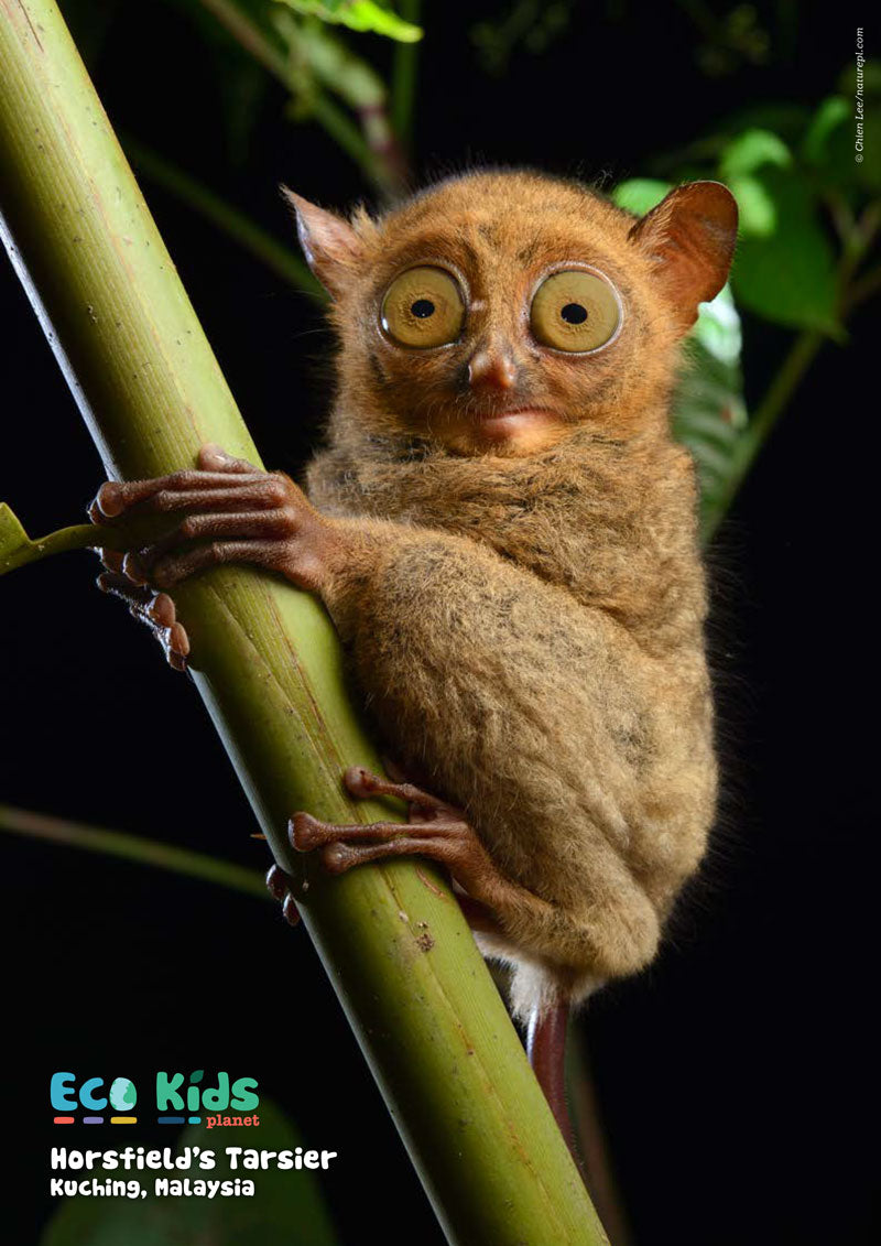 Kid&#39;s Nature Magazines – Issue 75 – Primates of the World