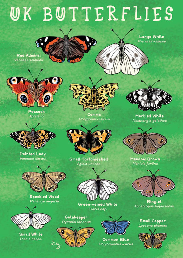 Kid's Nature Magazines – Issue 78 – Winged Insects - Eco Kids Planet