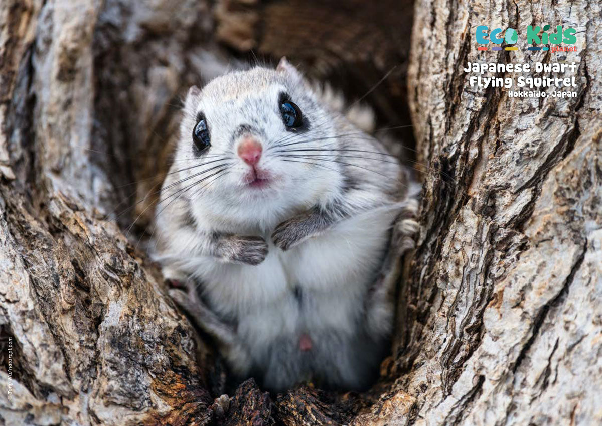 Kid&#39;s Nature Magazines – Issue 80 – Tiny Wildlife