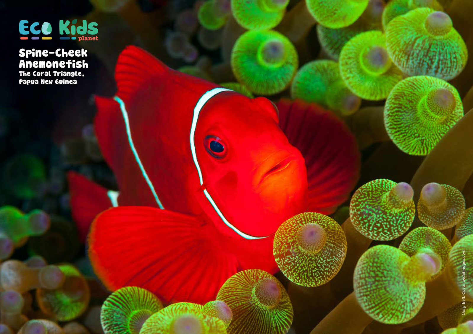 Kid&#39;s Nature Magazines – Issue 81/82 – Fantastic Fish