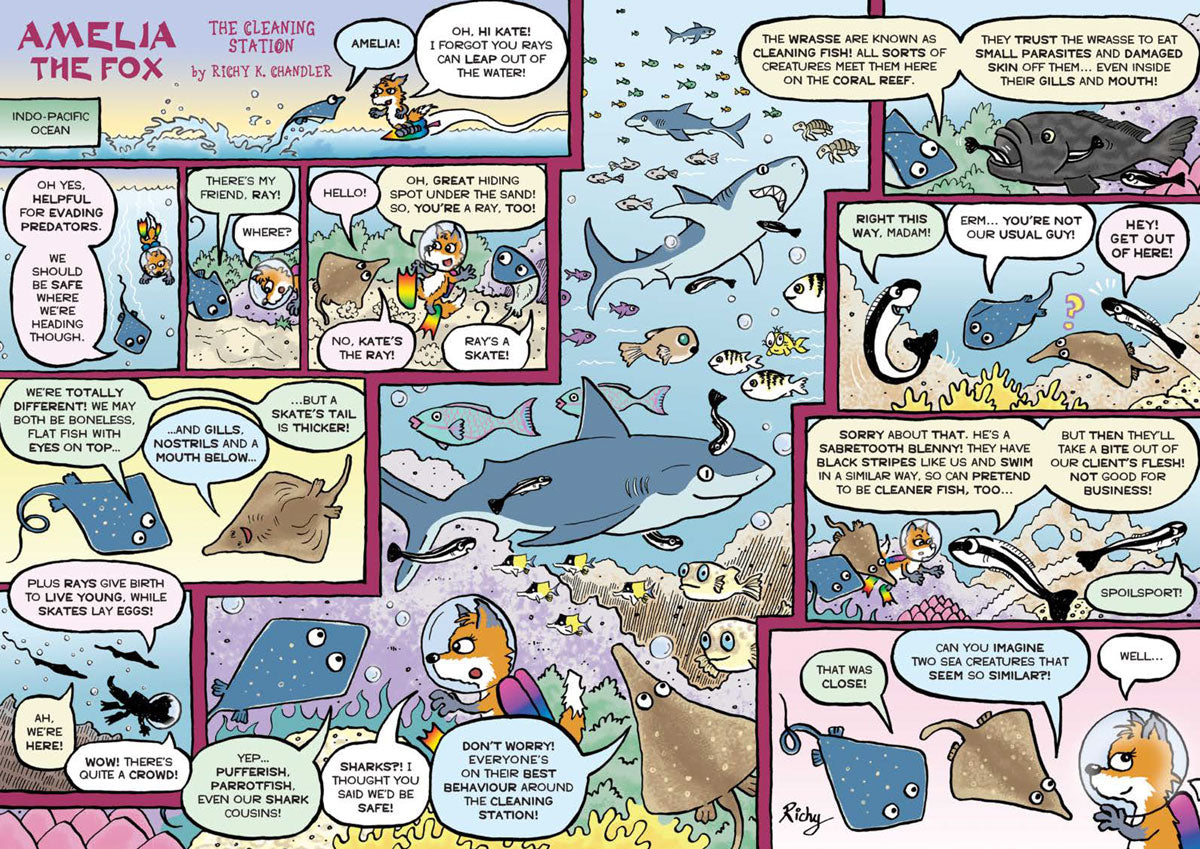 Kid&#39;s Nature Magazines – Issue 81/82 – Fantastic Fish