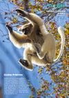 Kid&#39;s Nature Magazines – Issue 84 –  Greatest Gliders