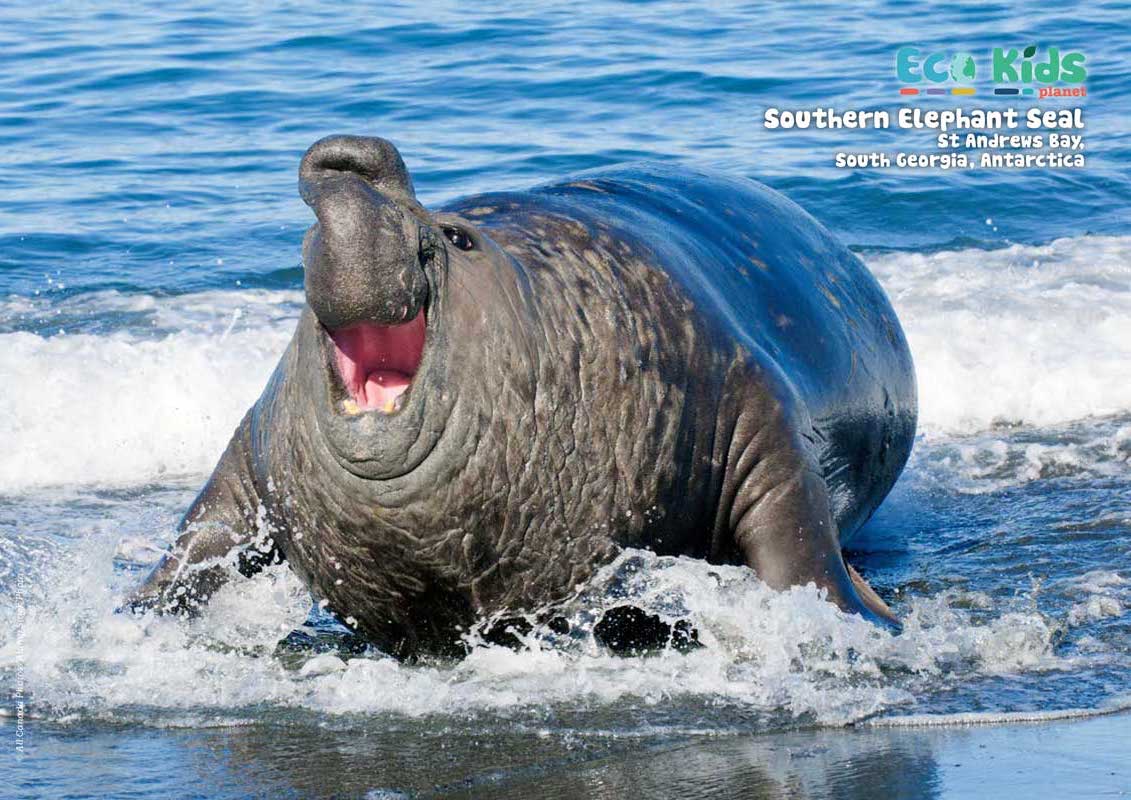 Kid&#39;s Nature Magazines – Issue 87 – Strange Noses!