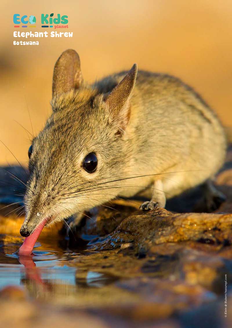 Kid&#39;s Nature Magazines – Issue 87 – Strange Noses!