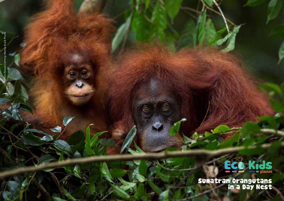 Kid&#39;s Nature Magazines – Issue 99 - Best Builders!