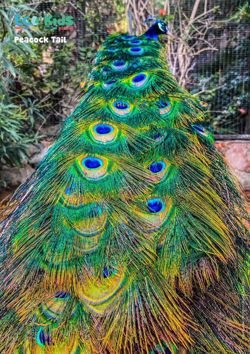 Kid&#39;s Nature Magazines – Issue 102 - Terrific Tails