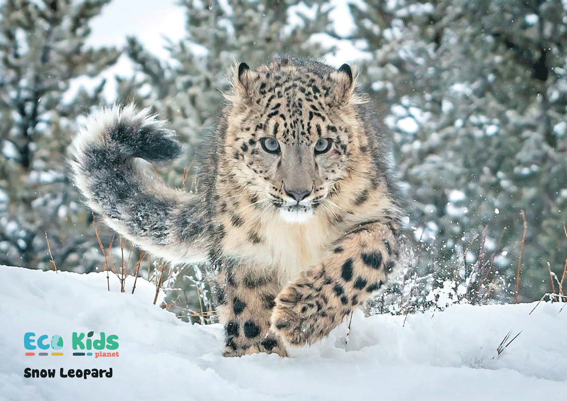 Kid&#39;s Nature Magazines – Issue 102 - Terrific Tails