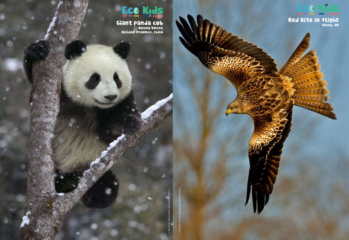 Kid&#39;s Nature Magazines - Issue 39 - Green Magic